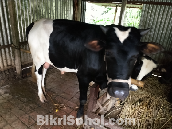 ষাঁড় গরু